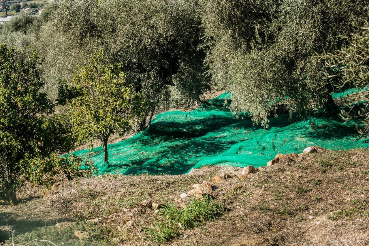 Le Raganelle Hotell Oneglia Eksteriør bilde